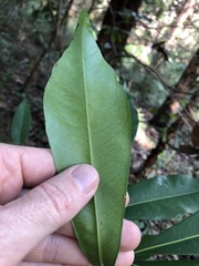 Planchonella chartacea