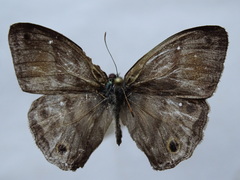 Cissia pseudoconfusa