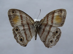 Cissia pseudoconfusa