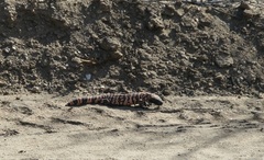 Heloderma suspectum suspectum