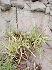 Plantago maritima, photograph author not stated, no rights reserved
