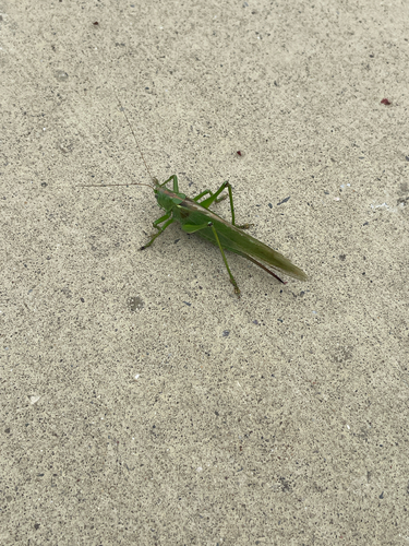 Great Green Bush-cricket