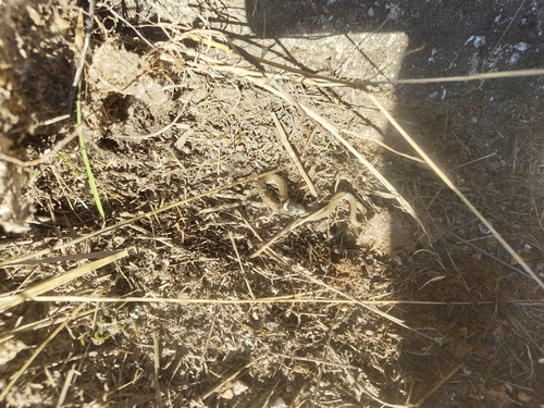 Iberian Grass Snake