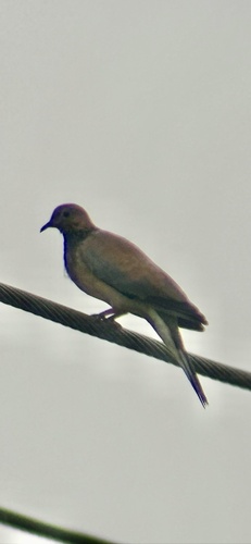 Laughing Dove