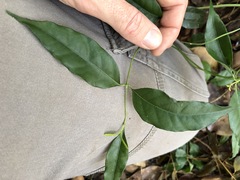 Gynochthodes umbellata