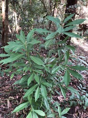Planchonella chartacea