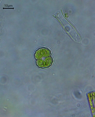 Cosmarium impressulum