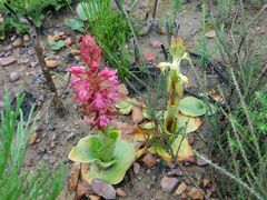 Satyrium erectum, photograph author not stated, no rights reserved
