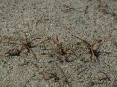 Eleocharis neozelandica