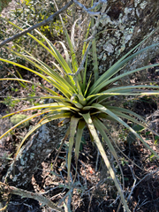 Tillandsia fasciculata