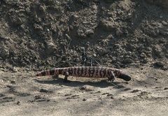 Heloderma suspectum suspectum