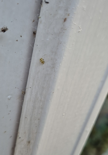 22-spot Ladybird