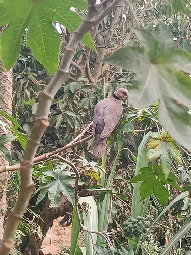 Red-eyed Dove