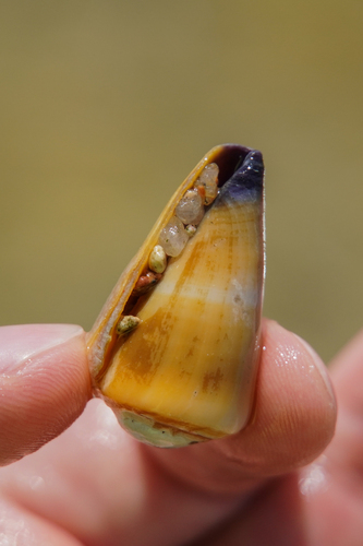 Conus flavidus observed 2026-09-10