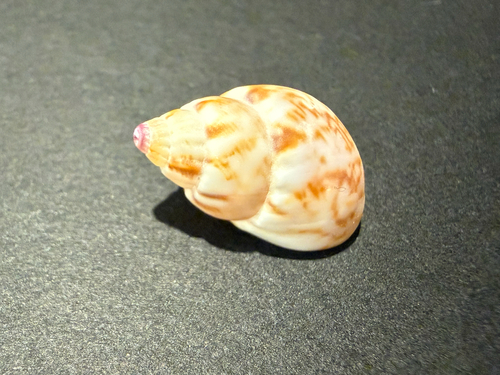 Nassarius spiratus, 2026-09-15