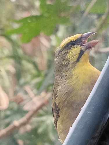 Yellow-fronted Canary