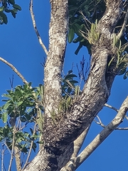 Brassavola nodosa