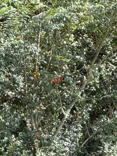 Northern Cardinal