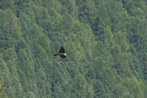 Eurasian Bearded Vulture