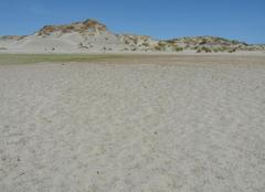 Eleocharis neozelandica