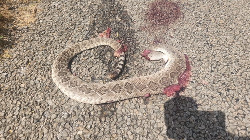Western Diamond-backed Rattlesnake