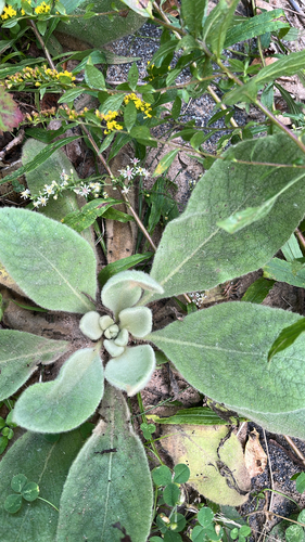 great mullein