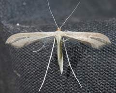 Hellinsia kellicottii