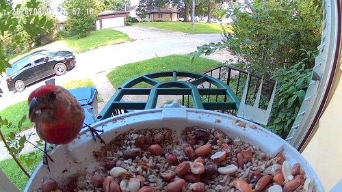 House Finch
