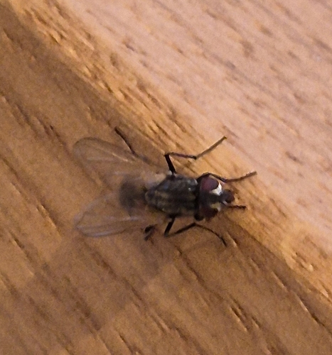 Common House Fly