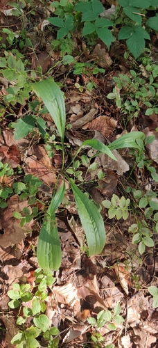 Scorzonera humilis