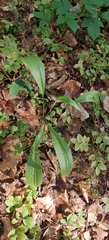 Scorzonera humilis