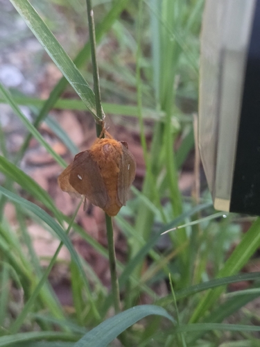 Pink-striped Oakworm Moth
