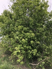 Acer negundo interius