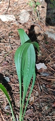 Scorzonera humilis, photograph (c) Ondřej Křivan, some rights reserved (CC BY)