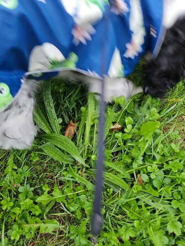 ribwort plantain