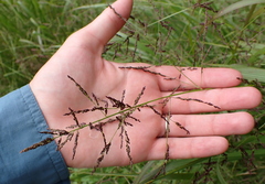 Coleataenia rigidula