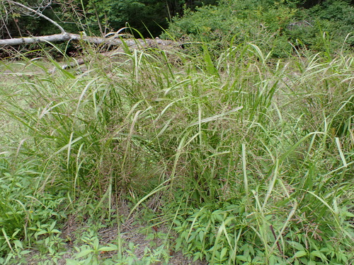 Coleataenia rigidula, photograph 6