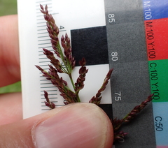Coleataenia rigidula, photograph (c) Steven Lamonde, some rights reserved (CC BY)