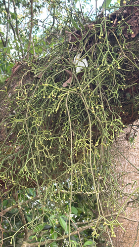 Rhipsalis cereuscula, photograph 1