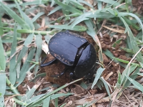 Scarabaeus variolosus