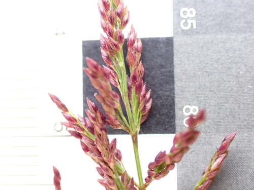 Coleataenia rigidula, photograph 4