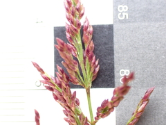 Coleataenia rigidula, photograph (c) Steven Lamonde, some rights reserved (CC BY)