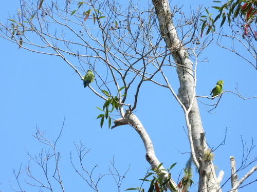 Cobalt-rumped Parrotlet