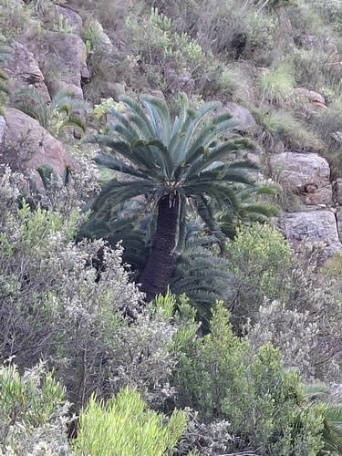 Encephalartos longifolius, photograph 2