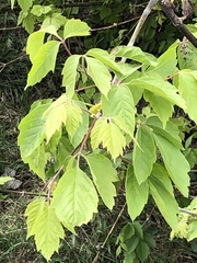 Acer negundo interius