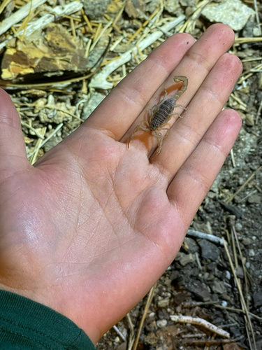iNaturalist observation photo of California common scorpion