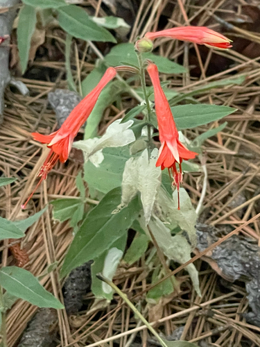 iNaturalist observation photo of California fuchsia