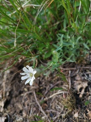 Silene uniflora