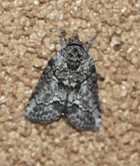 Nycteola polycyma