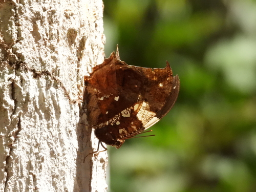 Silver-studded Leafwing